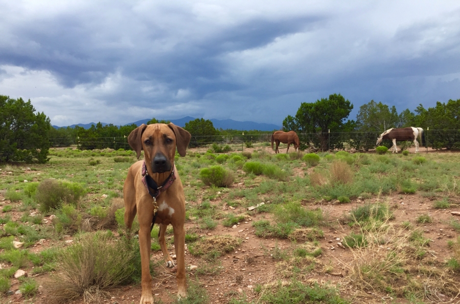 pet-friendly accommodations in New Mexico