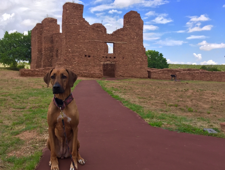 pet-friendly national parks in new mexico