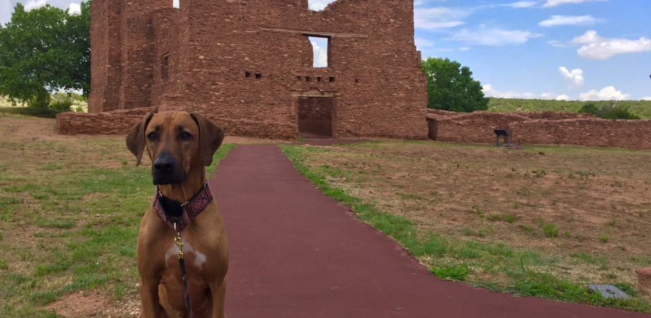 pet-friendly national parks in new mexico